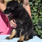 Nirra-female-German-Shepherd-puppy-for-sale-1