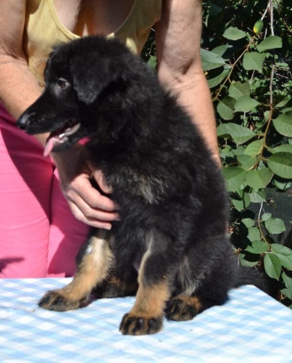 Nirra German Shepherd Nirra German Shepherd