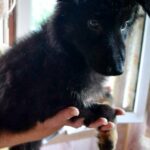 Nariel German Shepherd