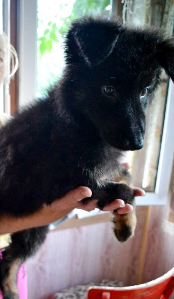 Nirra German Shepherd Nirra German Shepherd