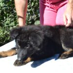 Nirra-female-German-Shepherd-puppy-for-sale-3