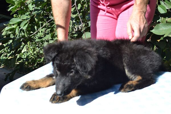 Nirra German Shepherd Nirra German Shepherd