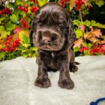 Anta English Cocker Spaniel