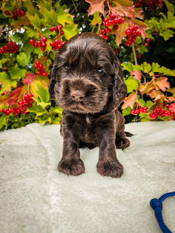Nixos English Cocker Spaniel Nixos English Cocker Spaniel