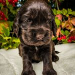 Nixos-male-English-Cocker-Spaniel-puppy-for-sale-2