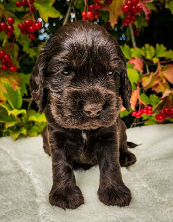 Nixos English Cocker Spaniel Nixos English Cocker Spaniel