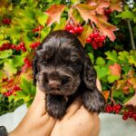 Nixos-male-English-Cocker-Spaniel-puppy-for-sale-3
