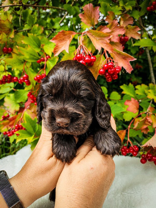 Nixos English Cocker Spaniel Nixos English Cocker Spaniel