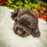 Nixos-male-English-Cocker-Spaniel-puppy-for-sale-4