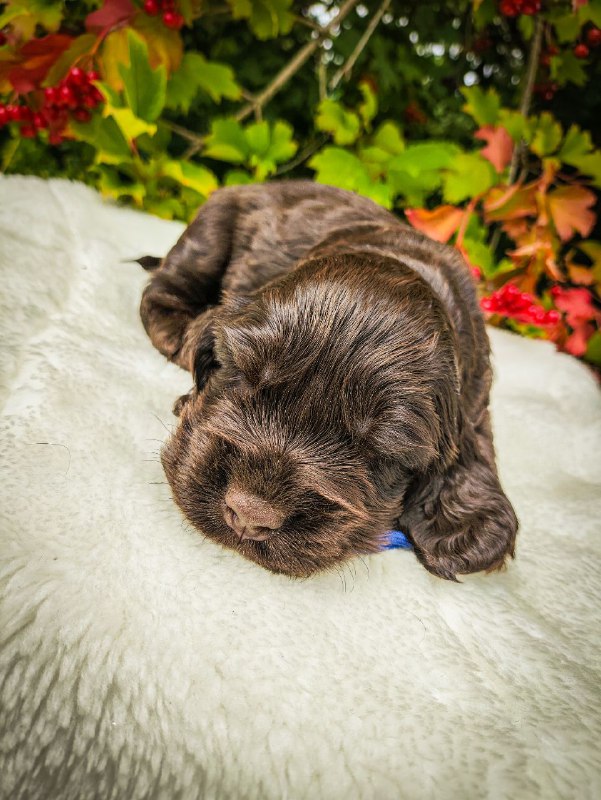 Nixos English Cocker Spaniel Nixos English Cocker Spaniel