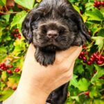 Nixos-male-English-Cocker-Spaniel-puppy-for-sale-5