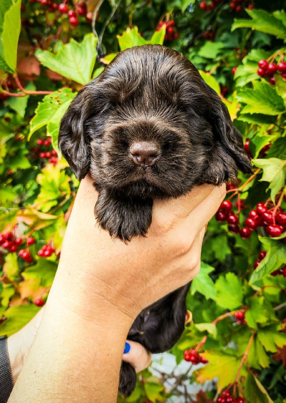 Nixos English Cocker Spaniel Nixos English Cocker Spaniel