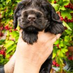 Nixos-male-English-Cocker-Spaniel-puppy-for-sale-6