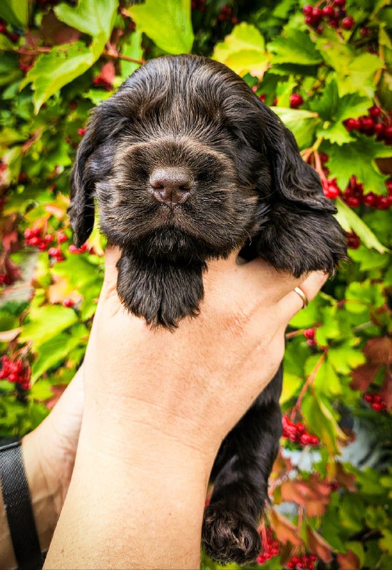 Nixos English Cocker Spaniel Nixos English Cocker Spaniel