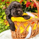 Nixos-male-English-Cocker-Spaniel-puppy-for-sale-7