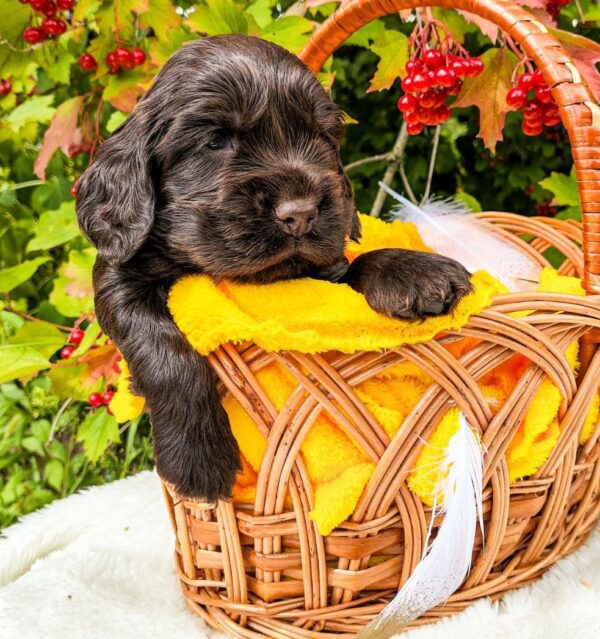 Nixos English Cocker Spaniel Nixos English Cocker Spaniel