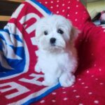 OSCAR-male-Maltese-puppy-for-sale-1