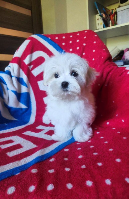 Oscar Maltese Oscar Maltese