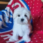 OSCAR-male-Maltese-puppy-for-sale-2