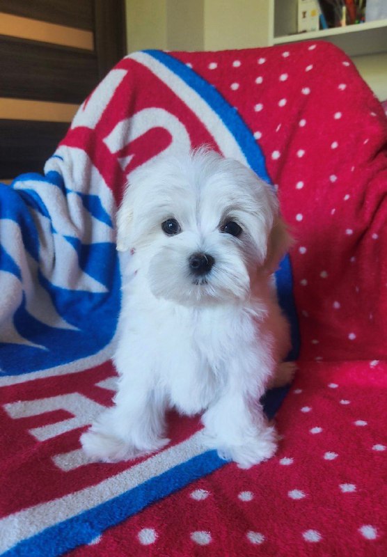 Oscar Maltese Oscar Maltese