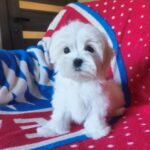 OSCAR-male-Maltese-puppy-for-sale-3