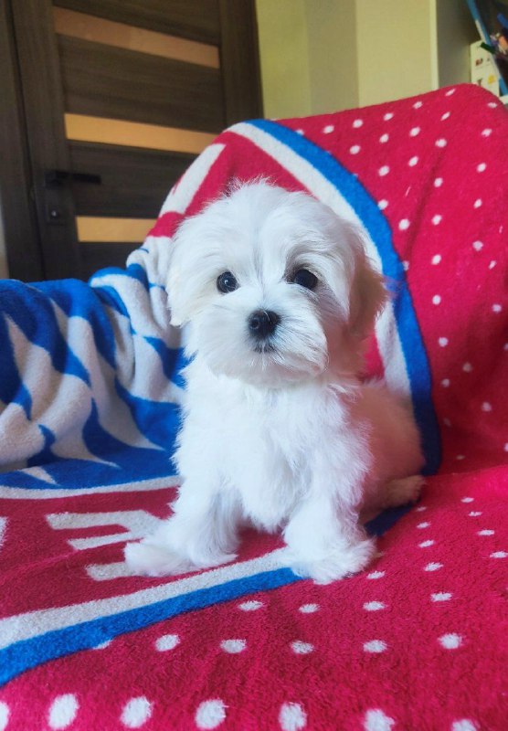 Oscar Maltese Oscar Maltese