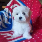 OSCAR-male-Maltese-puppy-for-sale-4