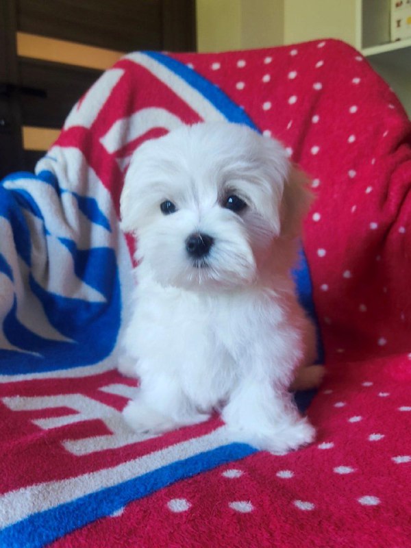 Oscar Maltese Oscar Maltese