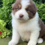 Odessa-female-Australian-Shepherd-puppy-for-sale-1