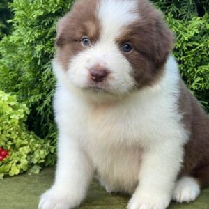 Odessa Australian Shepherd