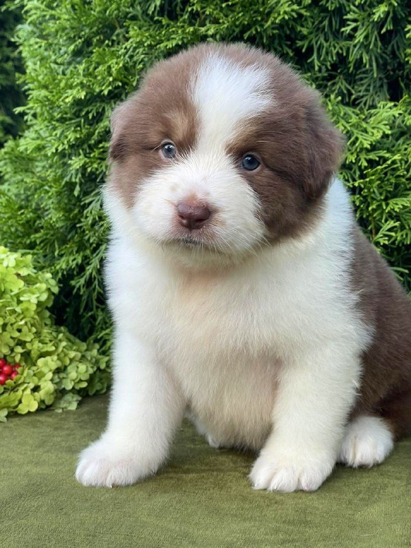 Odessa Australian Shepherd Odessa Australian Shepherd