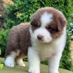 Odessa-female-Australian-Shepherd-puppy-for-sale-2