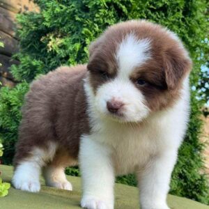 Odessa Australian Shepherd