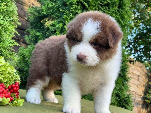 Odessa Australian Shepherd Odessa Australian Shepherd