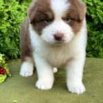 Odessa-female-Australian-Shepherd-puppy-for-sale-3