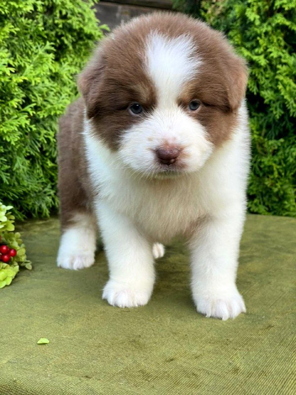 Odessa Australian Shepherd Odessa Australian Shepherd