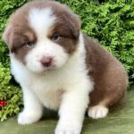 Odessa-female-Australian-Shepherd-puppy-for-sale-4