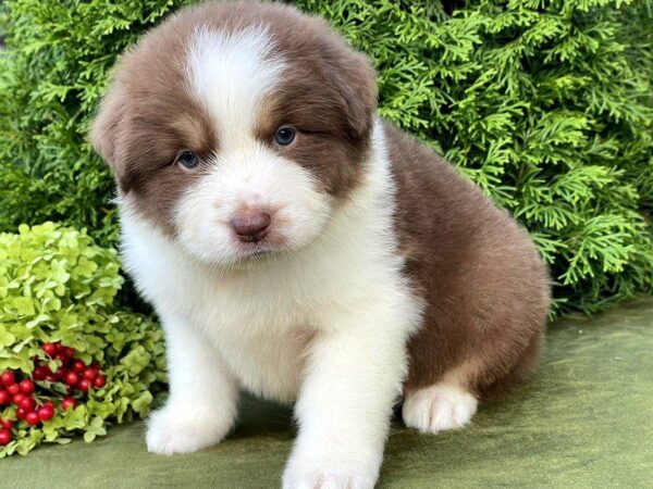 Odessa Australian Shepherd Odessa Australian Shepherd