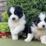 Odin- Orion-male-Australian-Shepherd-puppy-for-sale-1