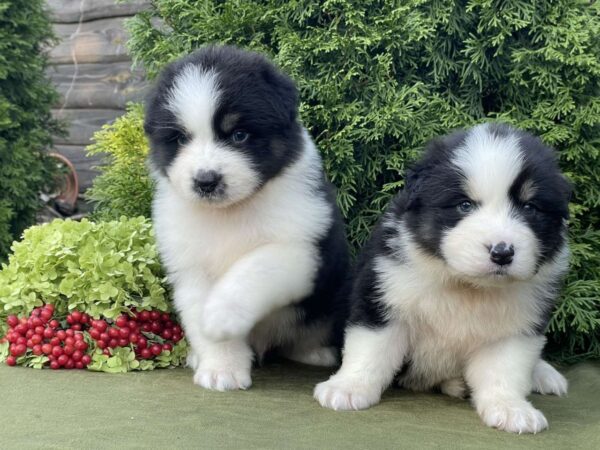Odin and Orion Australian Shepherd Odin and Orion Australian Shepherd