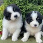 Odin- Orion-male-Australian-Shepherd-puppy-for-sale-2