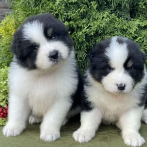 Odin and Orion Australian Shepherd