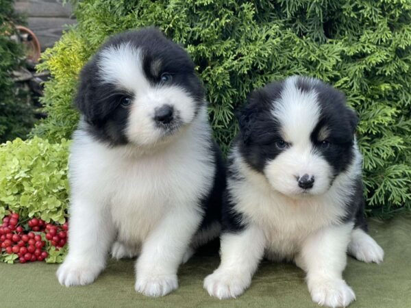 Odin and Orion Australian Shepherd Odin and Orion Australian Shepherd