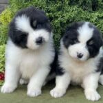 Odin- Orion-male-Australian-Shepherd-puppy-for-sale-3