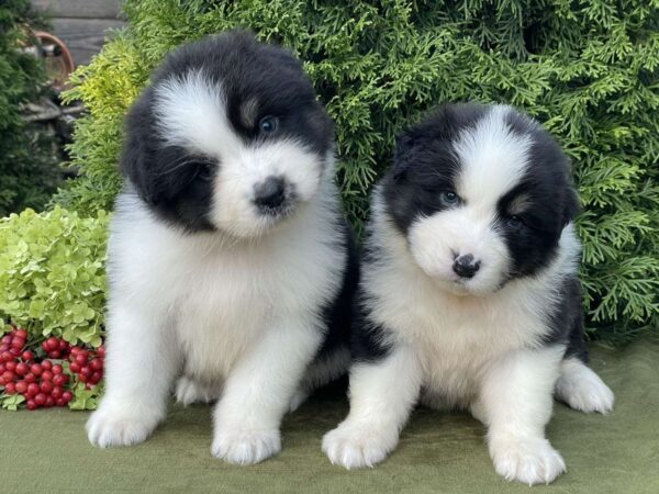 Odin and Orion Australian Shepherd Odin and Orion Australian Shepherd