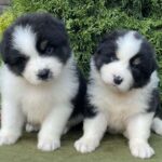 Odin- Orion-male-Australian-Shepherd-puppy-for-sale-4