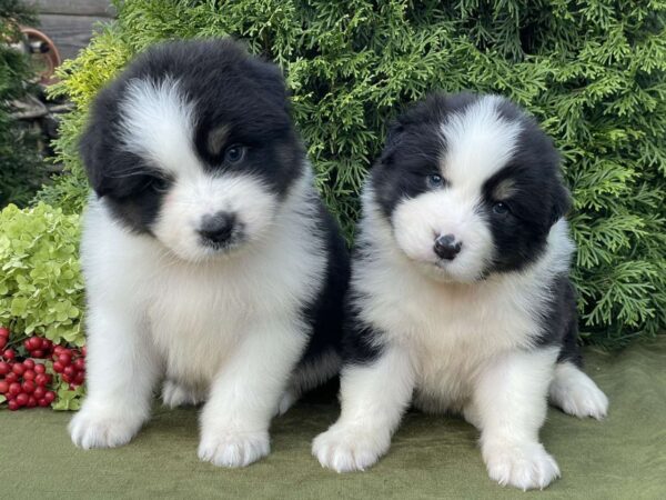 Odin and Orion Australian Shepherd Odin and Orion Australian Shepherd