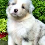 Ohara-female-Australian-Shepherd-puppy-for-sale-1