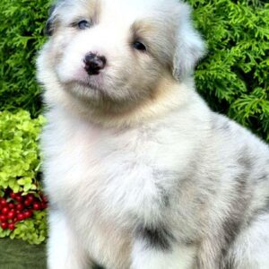Ohara Australian Shepherd
