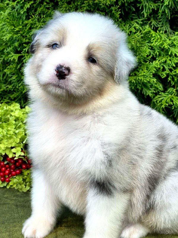 Ohara Australian Shepherd Ohara Australian Shepherd